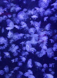 Close-up of jellyfish in water