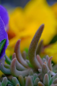 Close-up of flowering plant