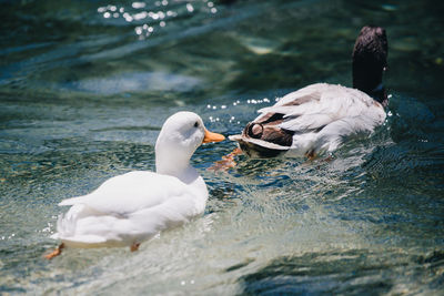 Swans swimming in lake