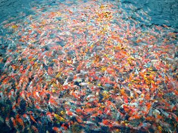 High angle view of koi carps swimming in lake