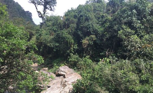 Plants and trees in forest