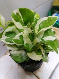 High angle view of leaves in plate on table