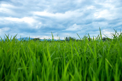 Crops growing on field against sky