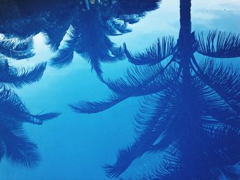 Low angle view of palm trees against blue sky