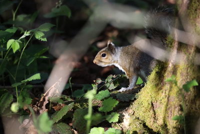 Close-up of squirrel on tree