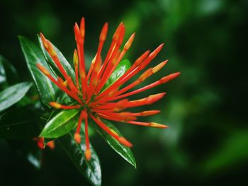 Close-up of orange flowering plant growing outdoors