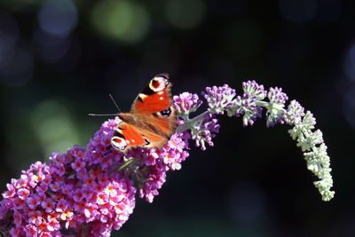 Close-up of butterfly - aglais io - pollinating on purple flower