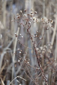 Close-up of dried plant