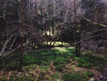 Trees in forest