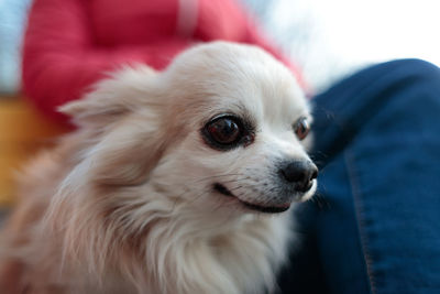 Close-up of a dog looking away