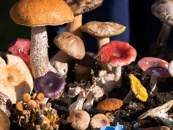 Close-up of mushrooms growing on field