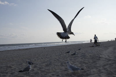 Seagulls flying over beach