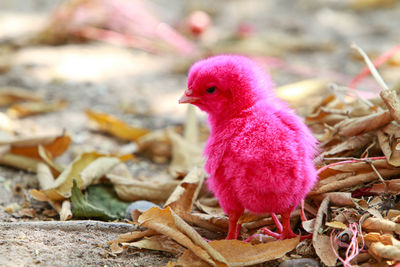 Close-up of a bird