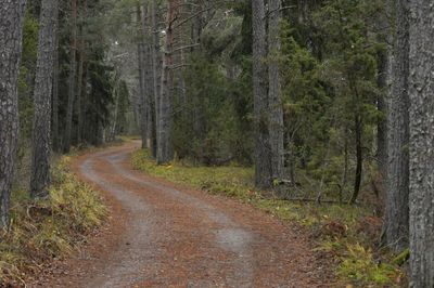 Dirt road amidst trees in forest