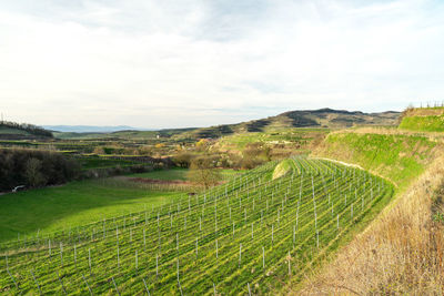 Scenic view of agricultural field against sky