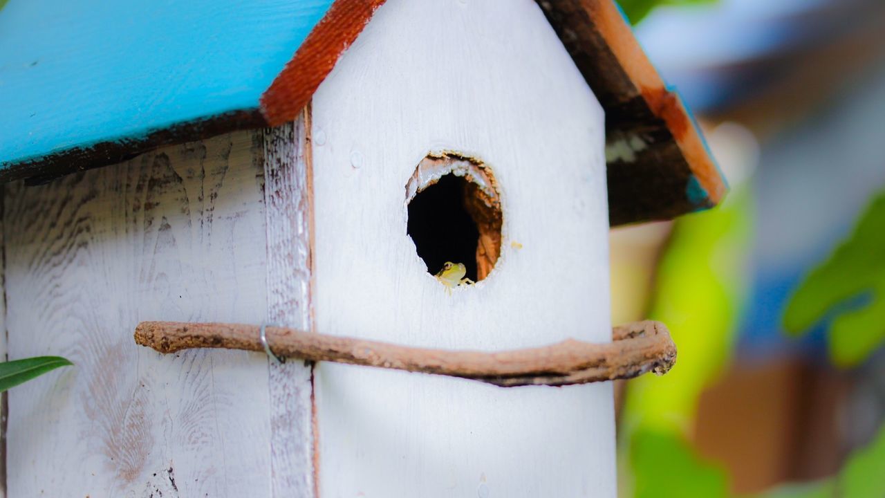 Cropped image of white birdhouse with frog