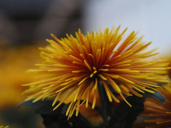 Close-up of yellow flower