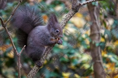 Squirrel on tree branch