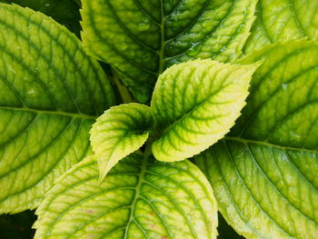 Full frame shot of fern leaves