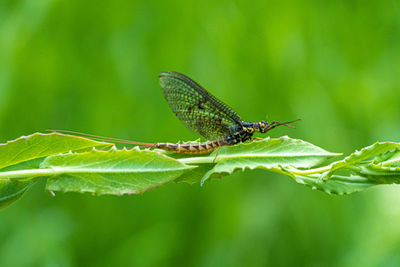 Close-up of butterfly on leaf