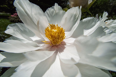 Close-up of white flowering plant