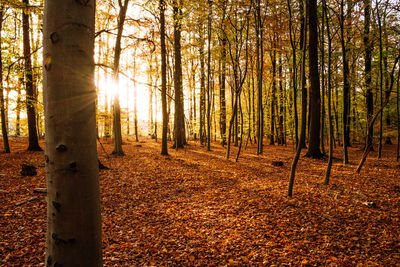 Sunlight streaming through trees in forest during autumn
