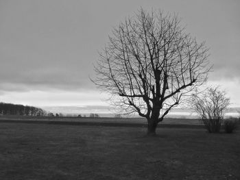 Bare trees on field