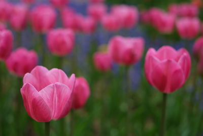 Close-up of pink tulips blooming outdoors