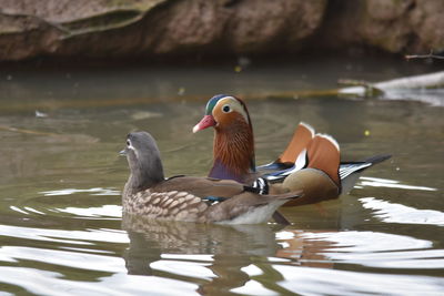 Ducks in a lake