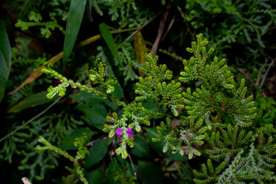 Close-up of purple flowering plant