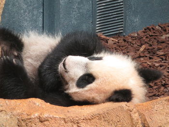 Panda au zoo