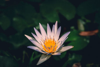 Close-up of lotus water lily