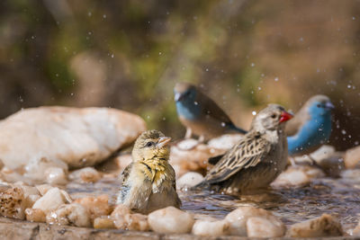 Close-up of birds in lake