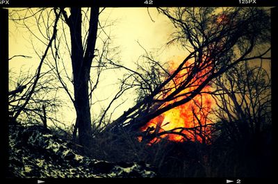 Bare trees against sky at sunset