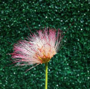 Close-up of red flower against blurred background
