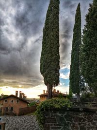 Trees and buildings against sky