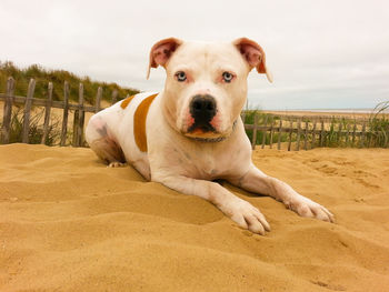 Portrait of dog relaxing on sand