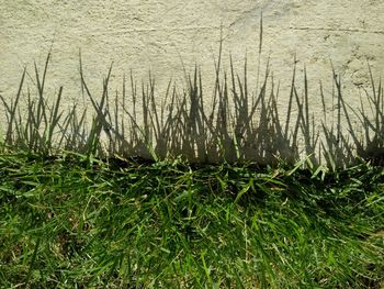 Grass growing in water