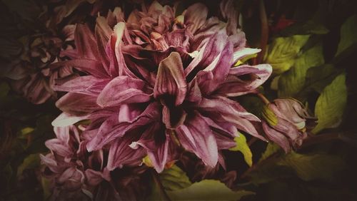 Close-up of pink flower