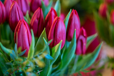 Close-up of pink tulips