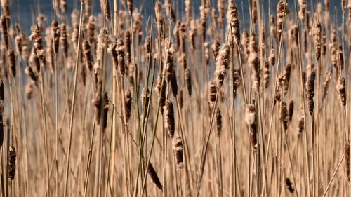 Full frame shot of bullrush plants 