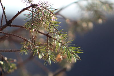 Close-up of pine tree branch