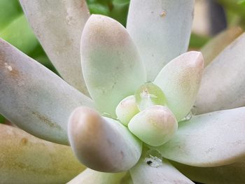 Close-up of succulent plant