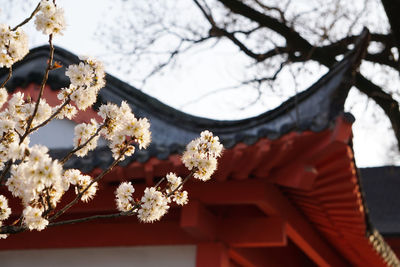 Low angle view of cherry blossoms against sky