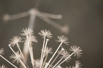 Close-up of firework display at night