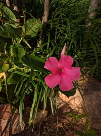 Close-up of pink flowers