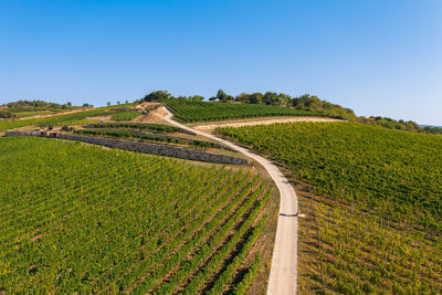 Scenic view of agricultural field against clear sky