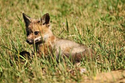 Fox on field