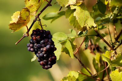 Close-up of grapes growing on tree