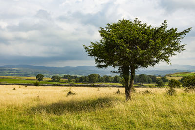 Tree on field against sky